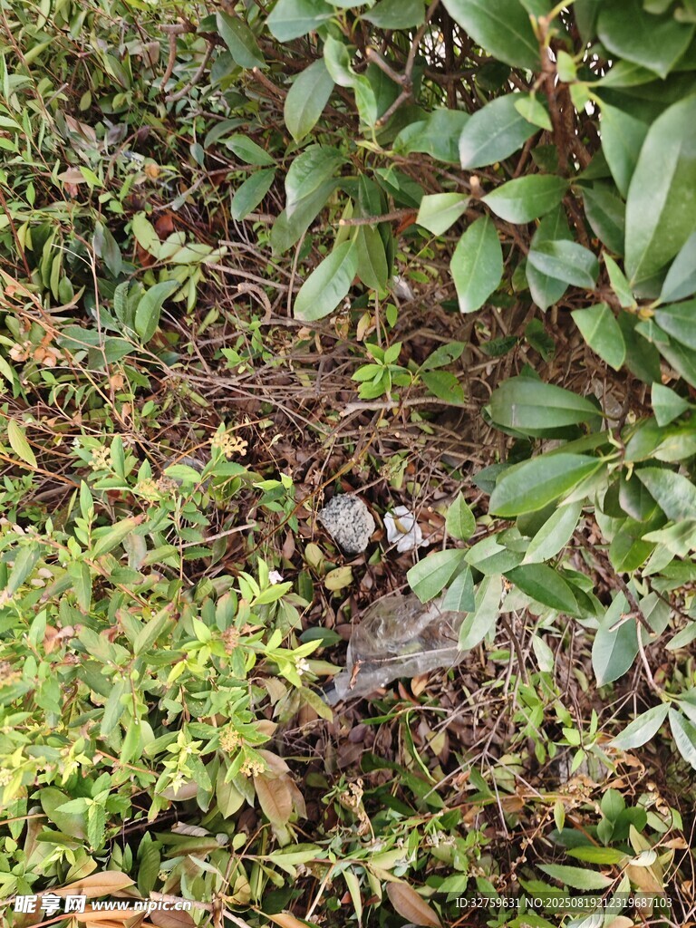 地面绿植与落叶景象