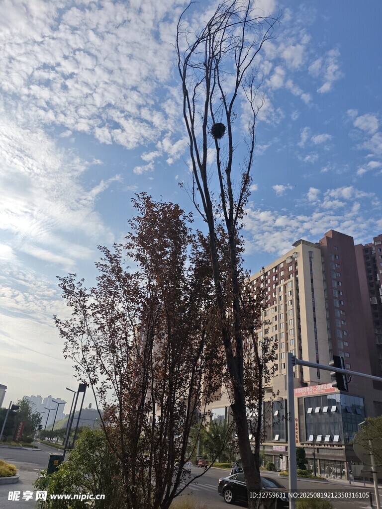 城市街道旁的树木与建筑