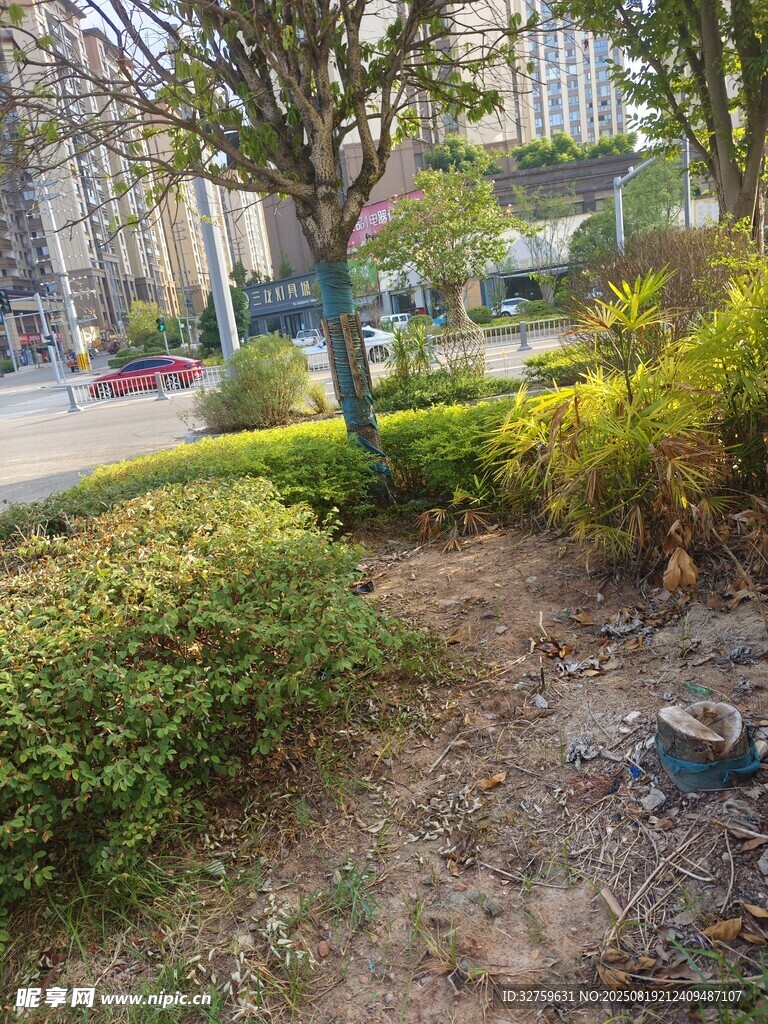 城市街边绿植景观一角