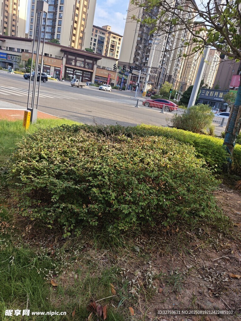 城市街边绿植景观