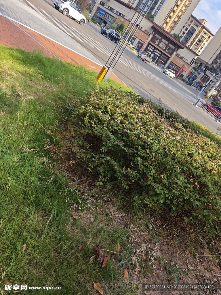 城市路边的绿植景观