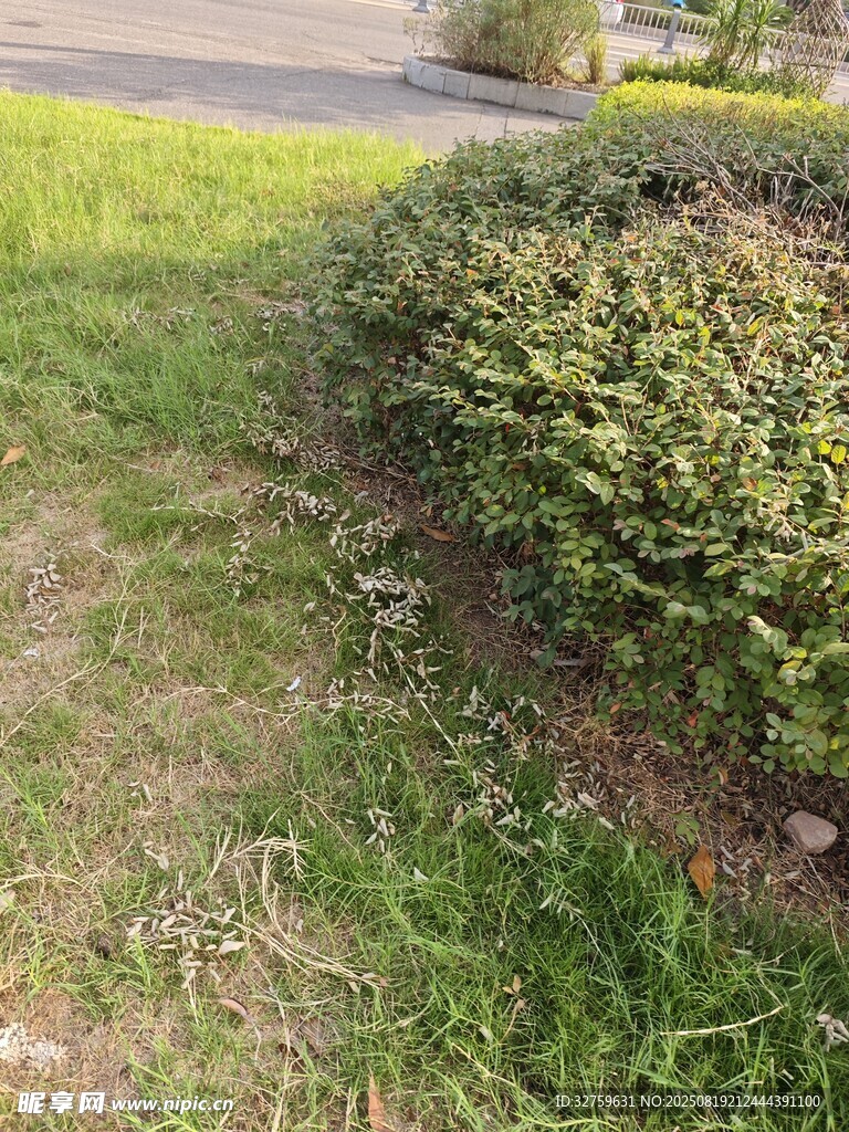 路边绿植景观