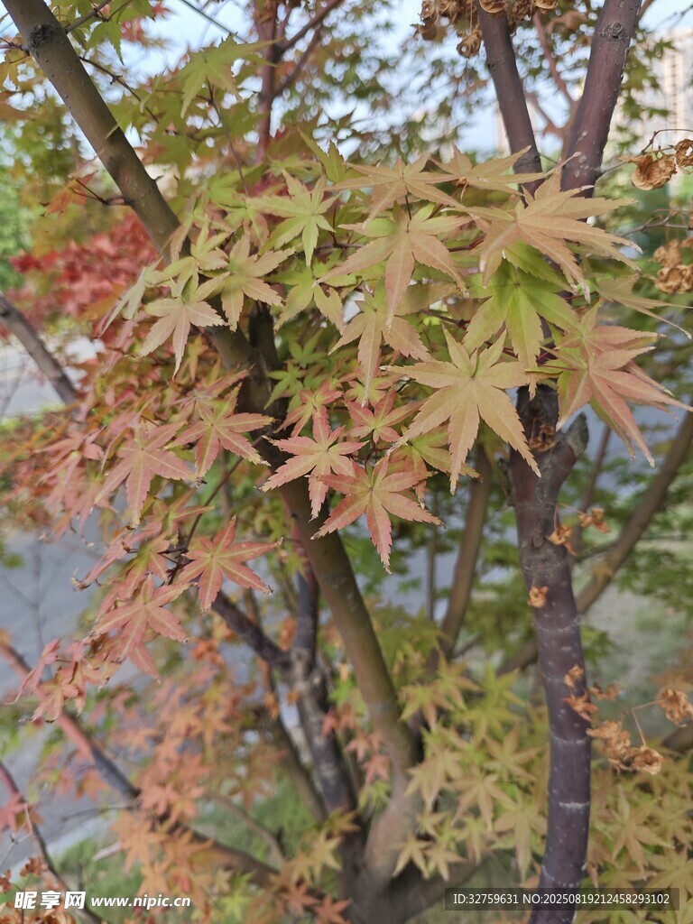 秋日斑斓枫叶树