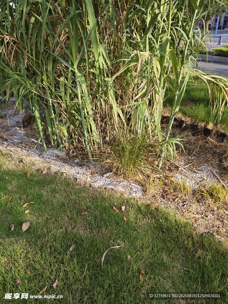 岸边葱郁芦苇与草地