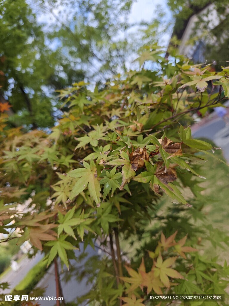 庭院中的多彩枫树