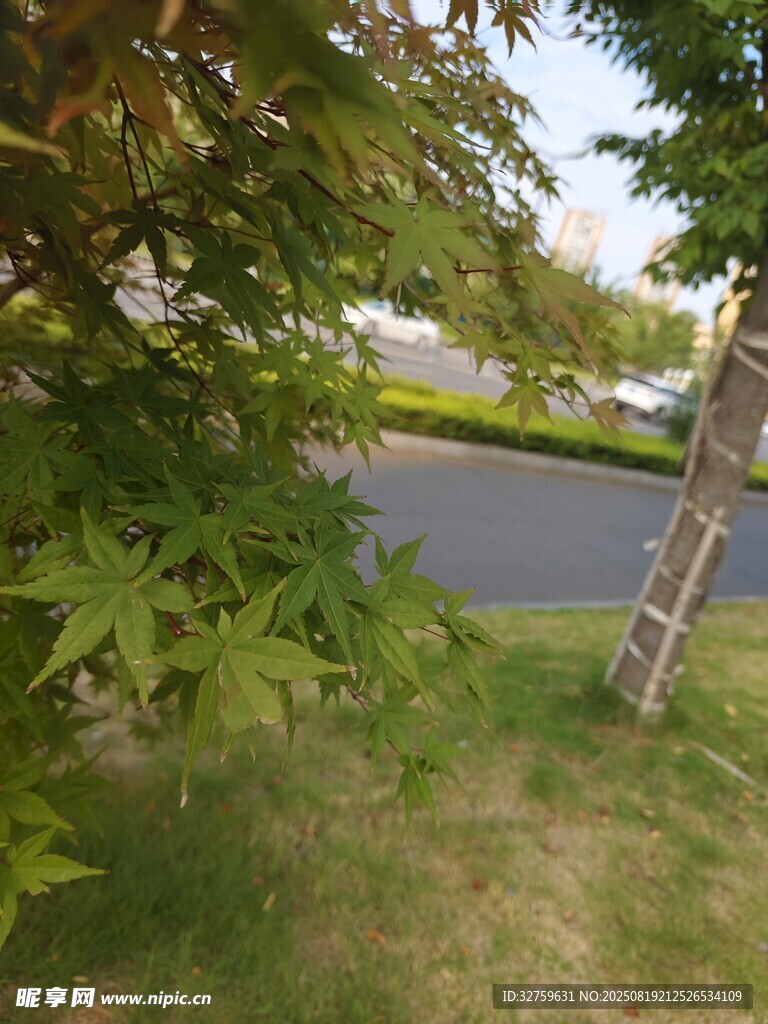 路边绿植