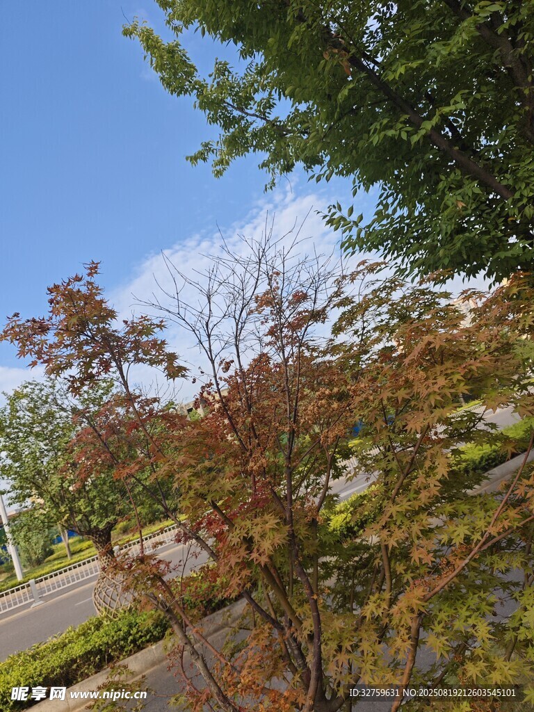 秋日街道边斑斓树木景观