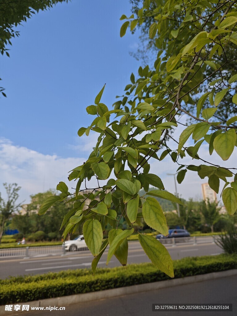 路边绿意盎然的繁茂枝叶