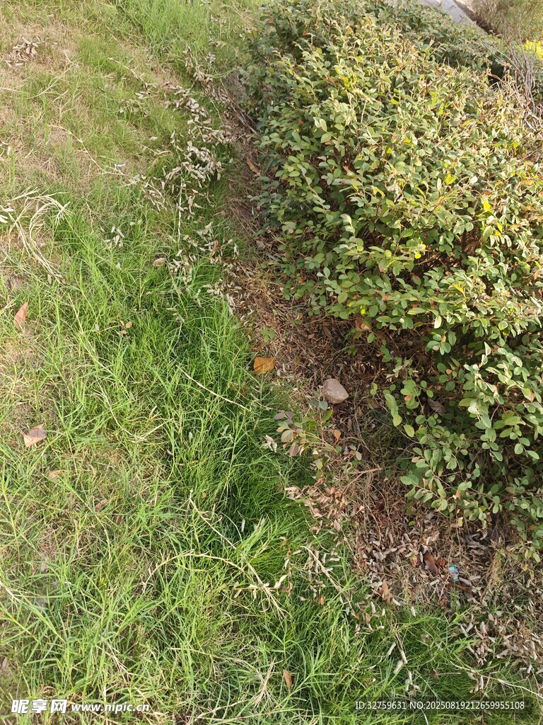 草地旁的绿植景观