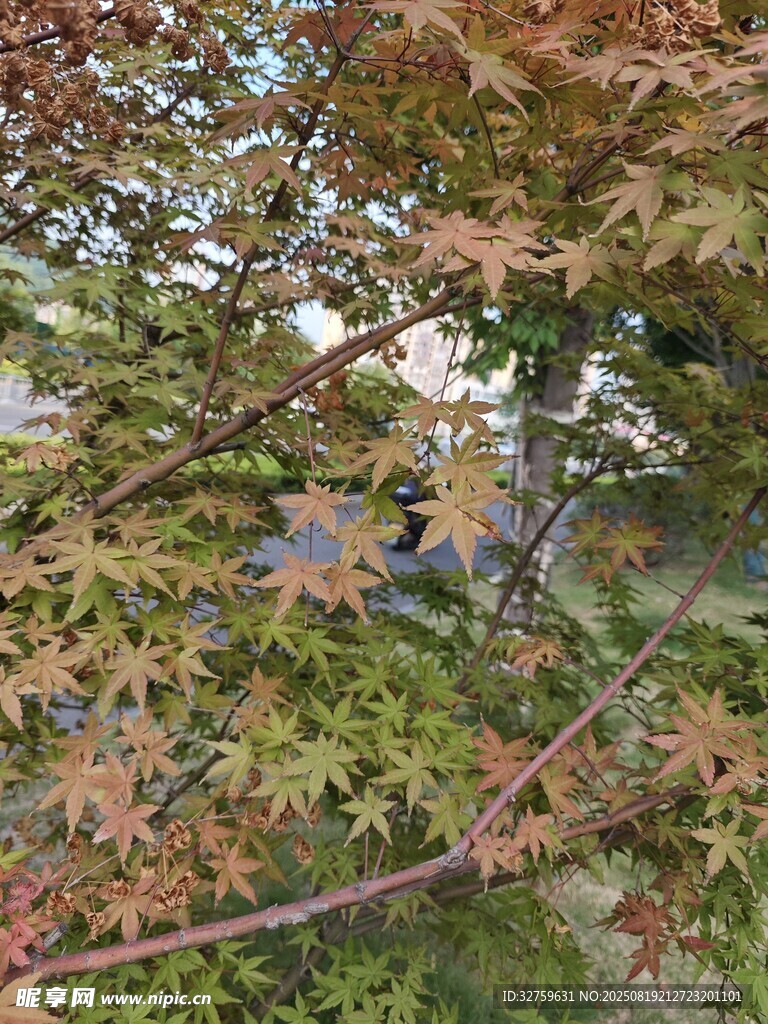 秋日斑斓枫叶树枝景