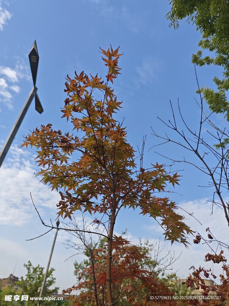 秋日树木与风车的景致