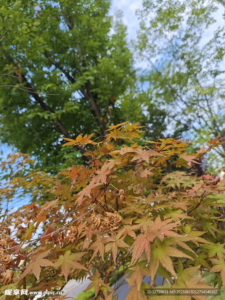 秋日多彩树叶景致