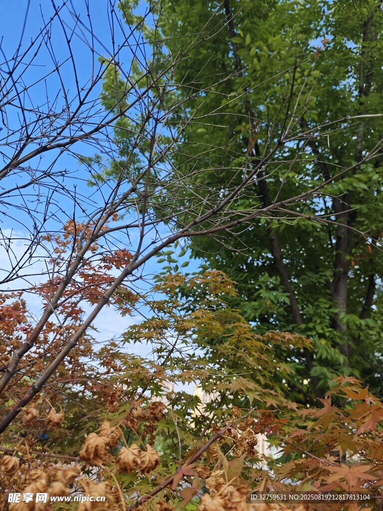 秋日林间树梢景致