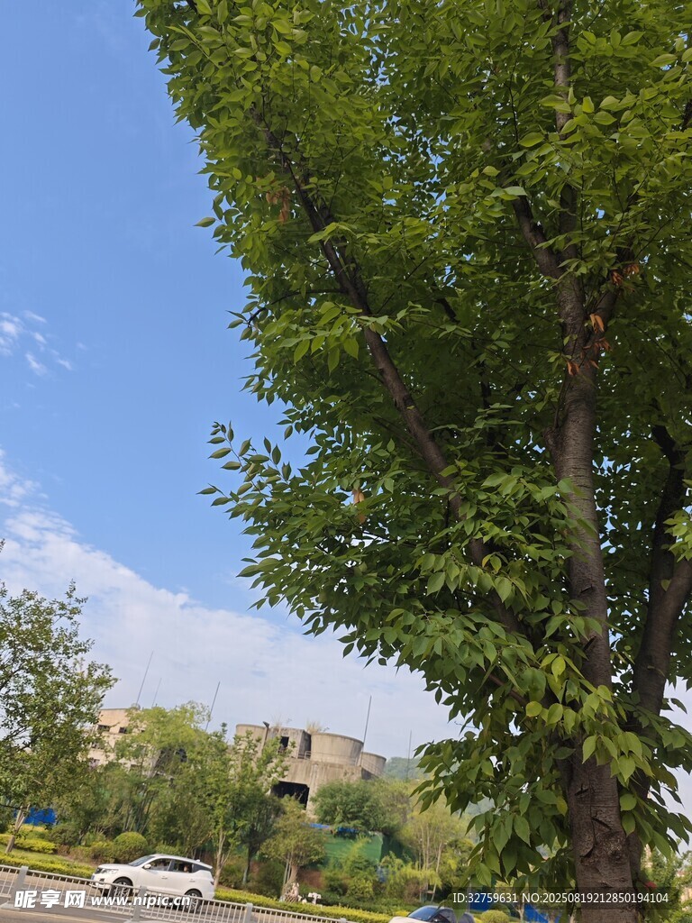 户外绿树蓝天风景图