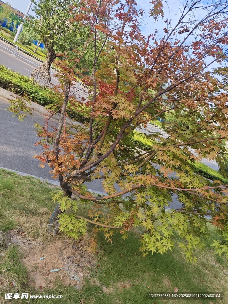 秋日路旁斑斓树木