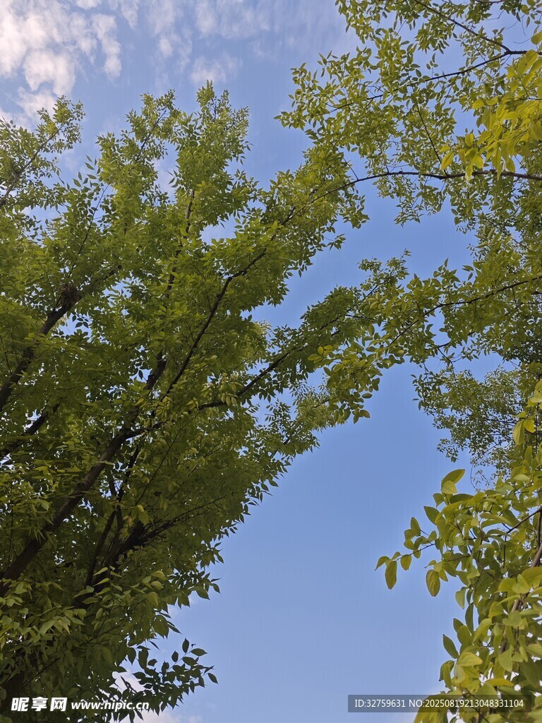 仰视葱郁绿树与蓝天