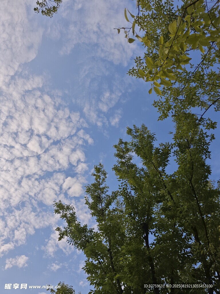 蓝天绿树间的云朵美景