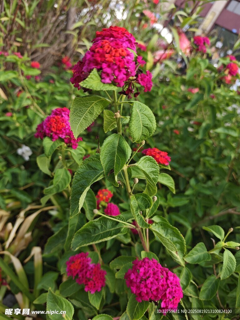 艳丽花丛中的多彩花朵