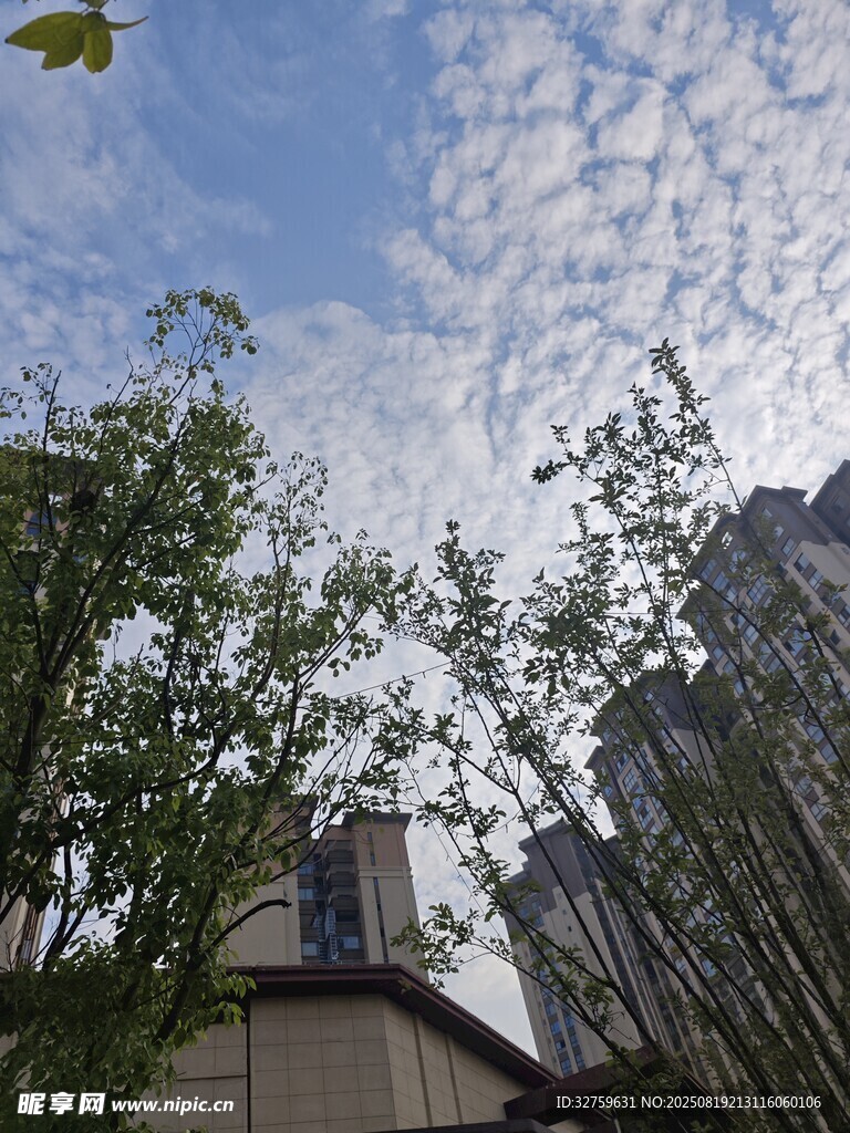 蓝天白云下的城市绿树景观
