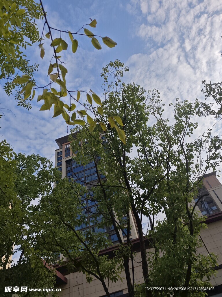 绿树掩映下的建筑一角