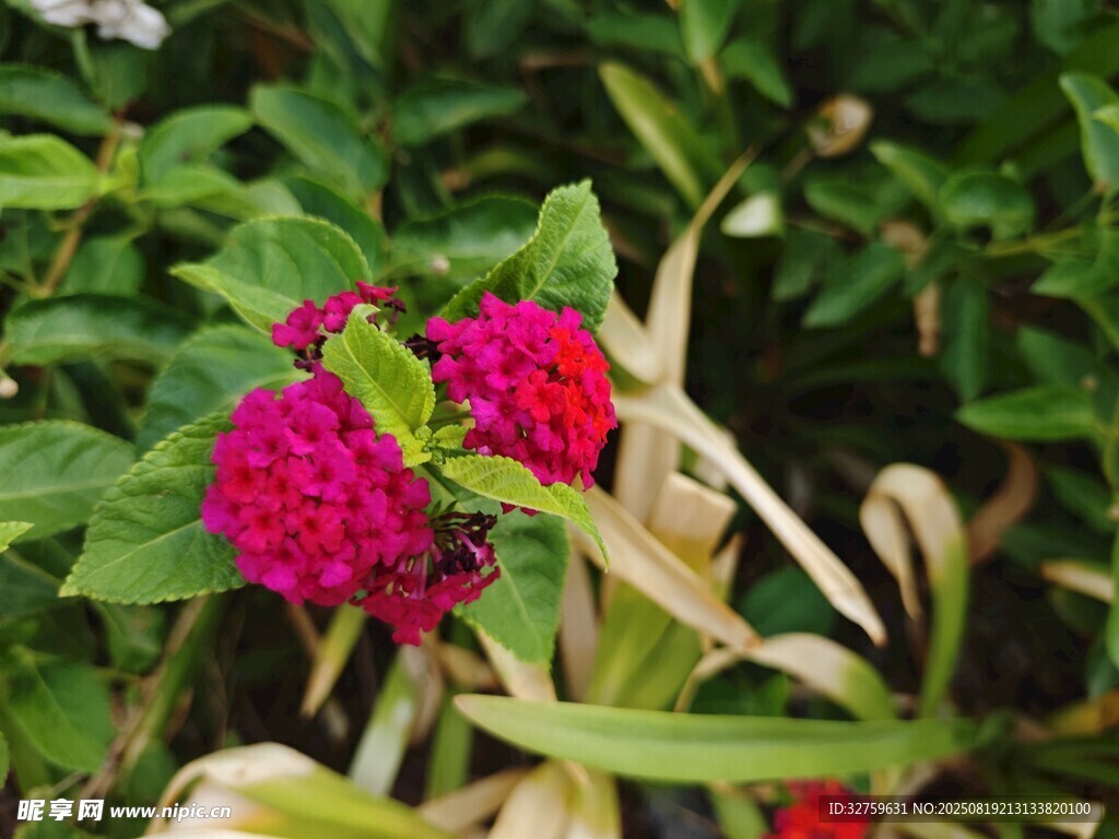艳丽玫红花朵绽放绿叶间