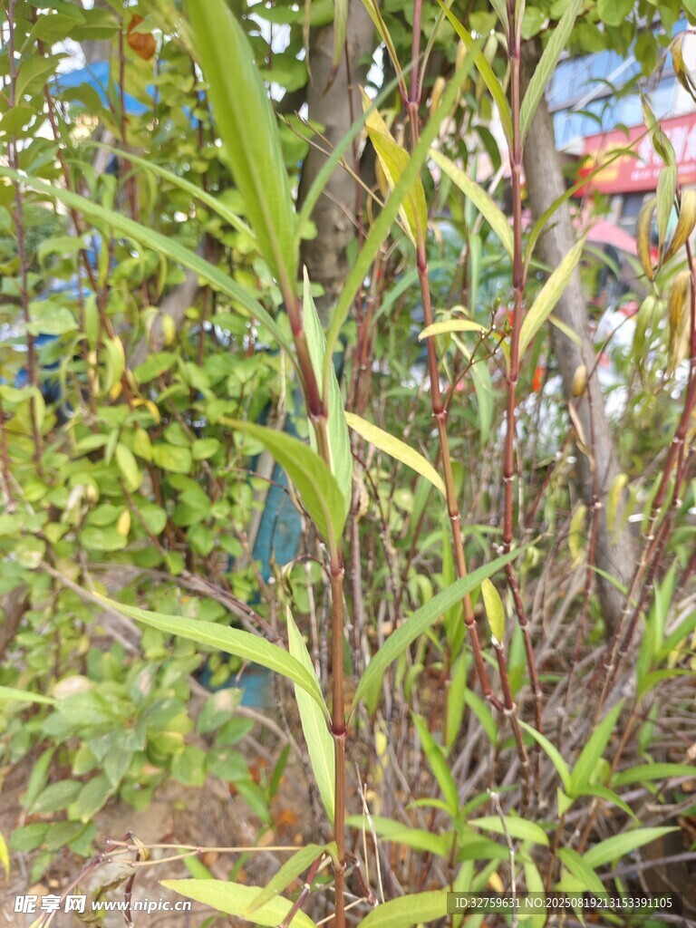 野外繁茂的绿色植物景观