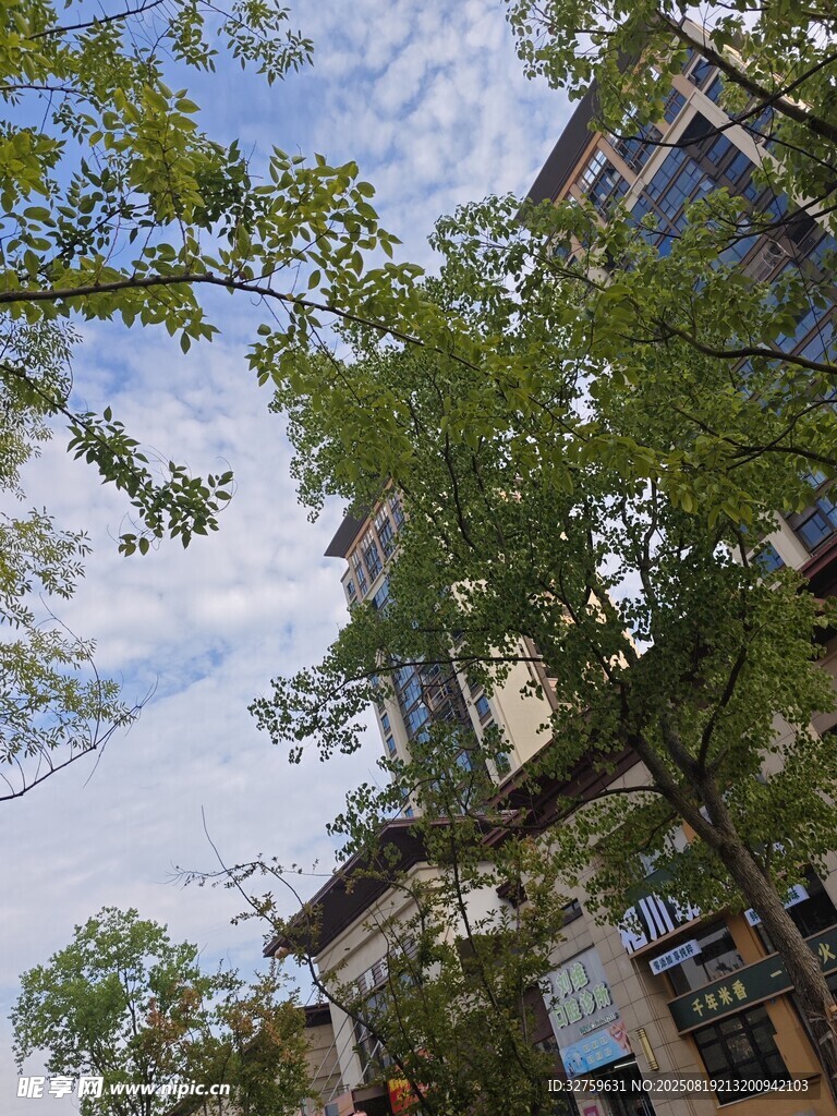 城市街道绿树掩映的建筑