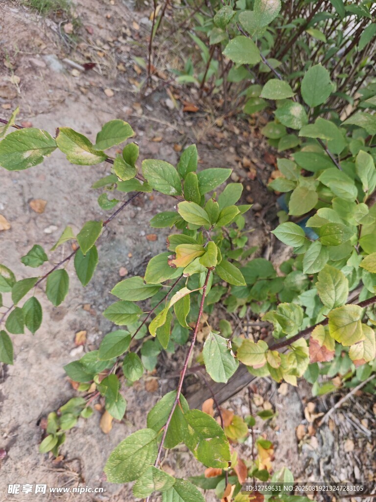 地面绿植特写