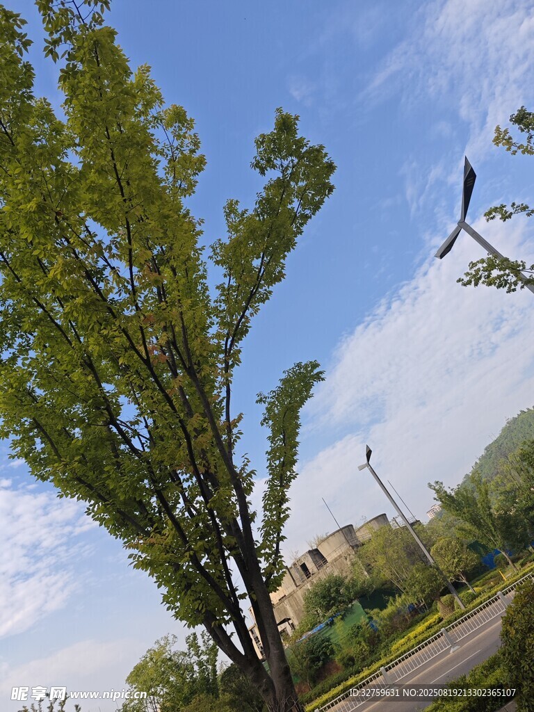 蓝天白云下的绿树风景