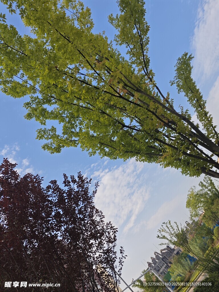 蓝天绿树风景