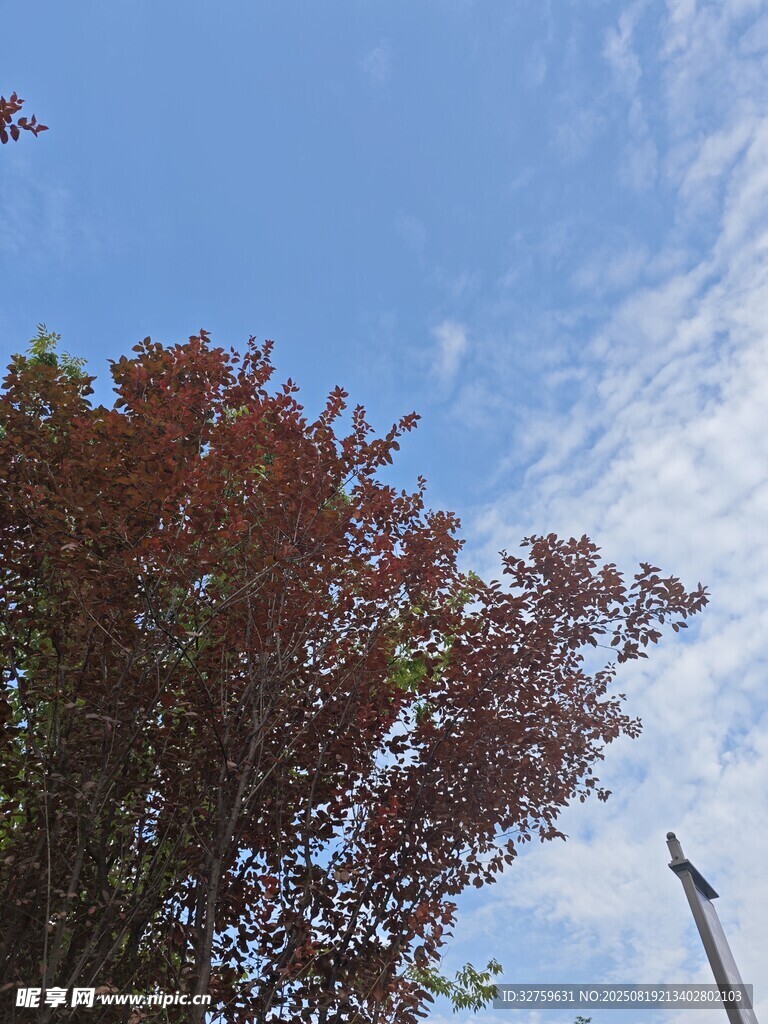 蓝天红树美景