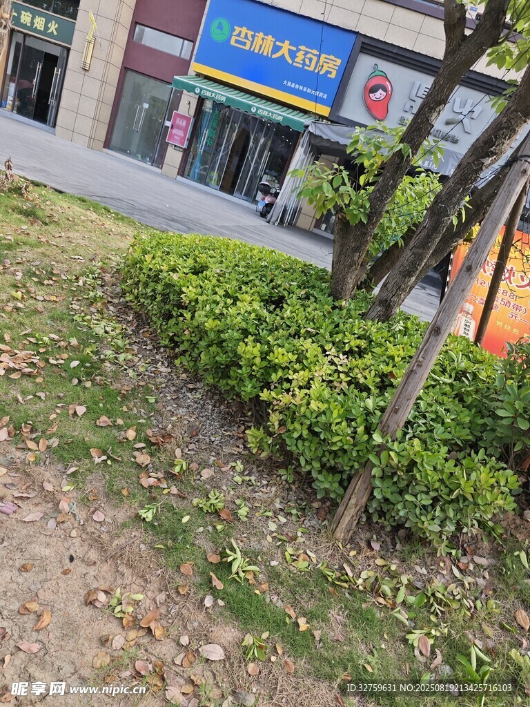 街边绿植旁的商铺外观