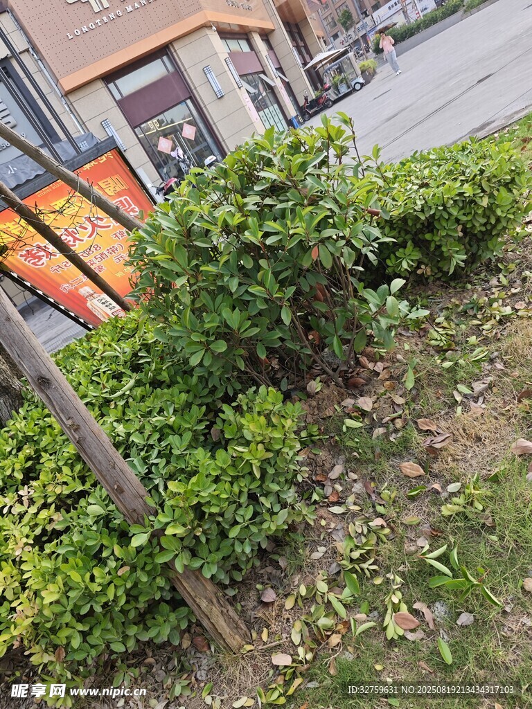 街边绿植景观