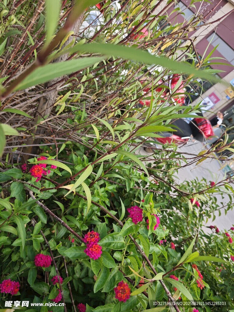庭院中绽放的多彩花卉