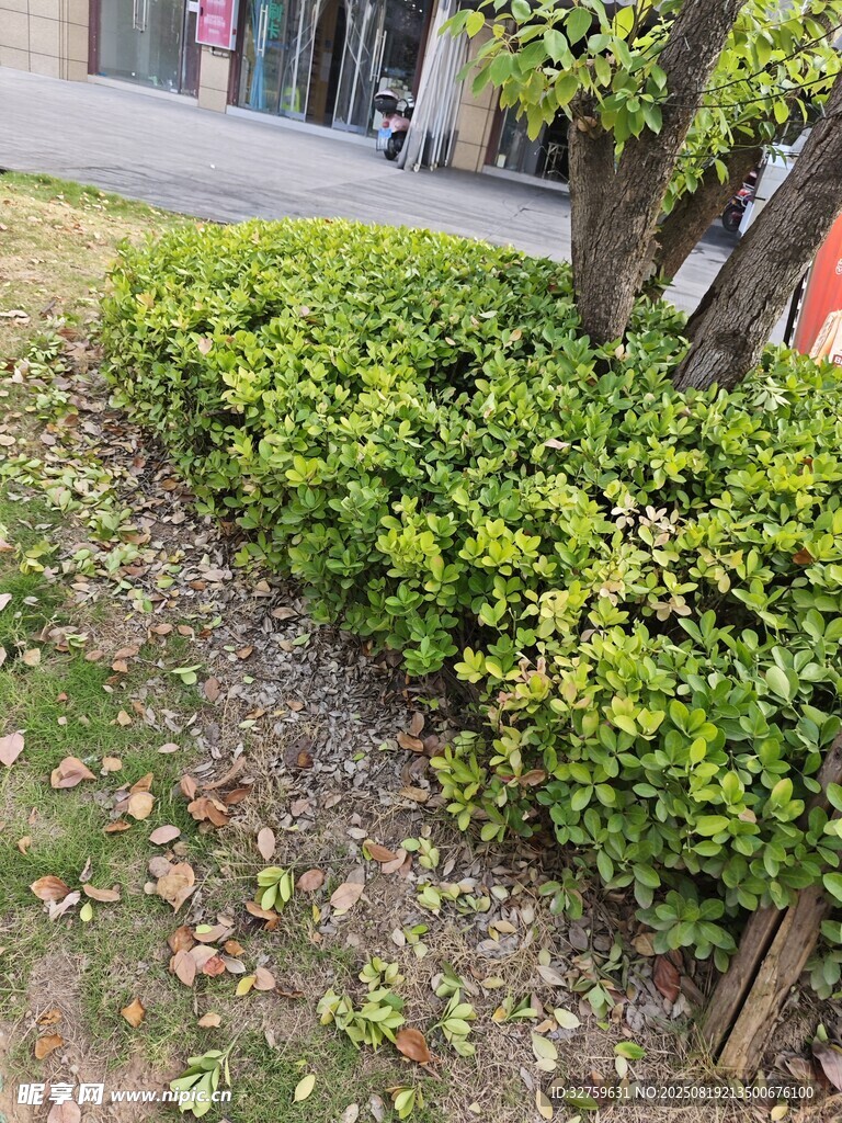 路边翠绿灌木丛景观