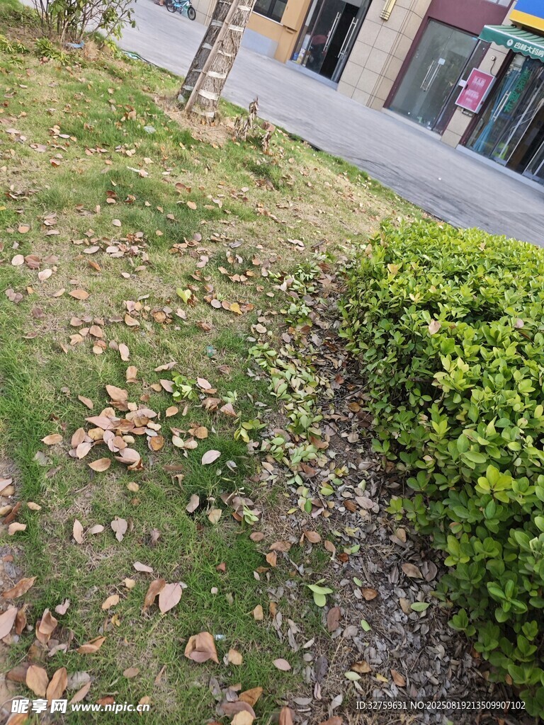 路边草地落叶与绿植