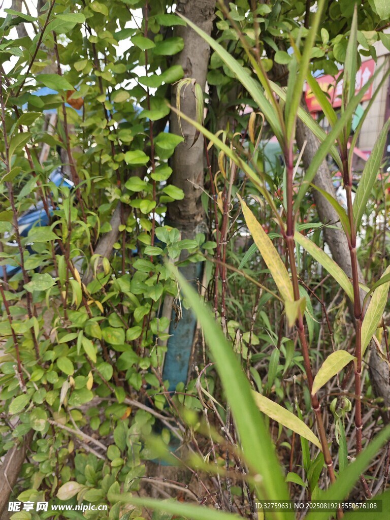 繁茂绿植景观