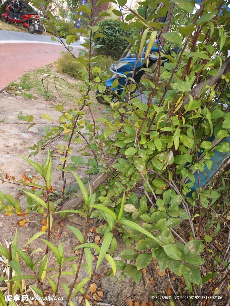 路边绿植特写