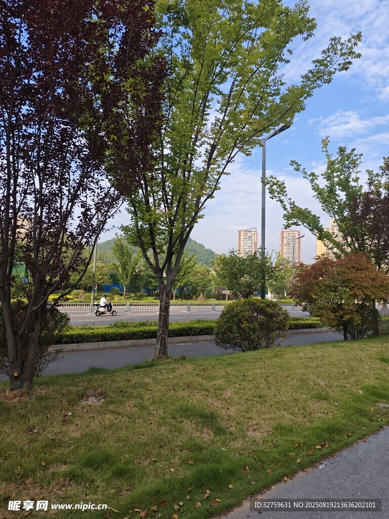 城市路边的绿树与草地