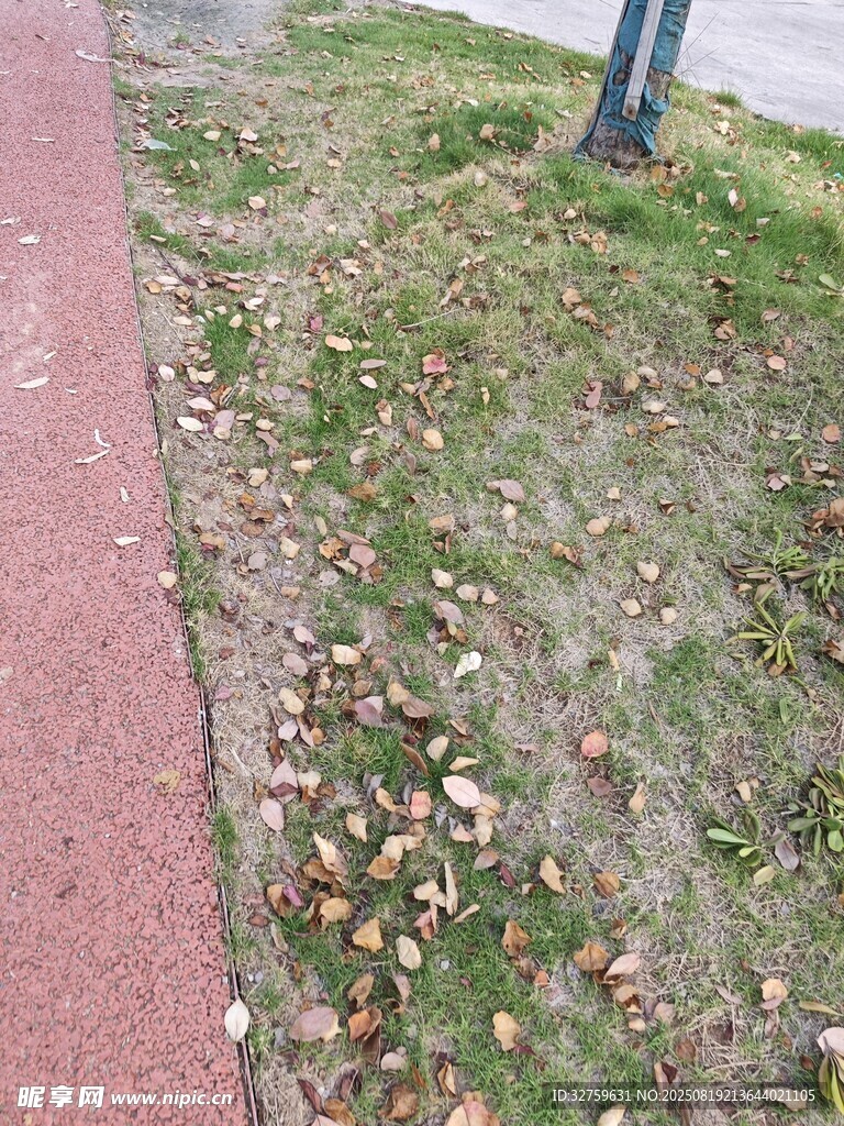 路边落叶景象