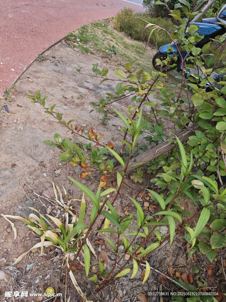 路边绿植与自行车场景