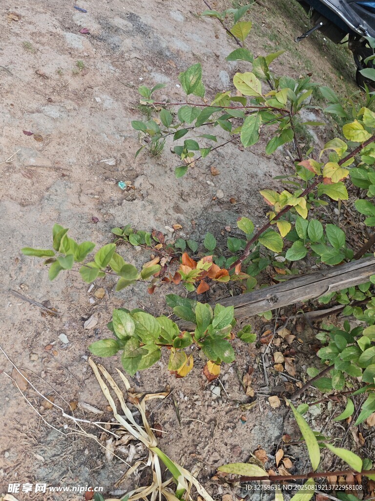 地面生长的绿色植物