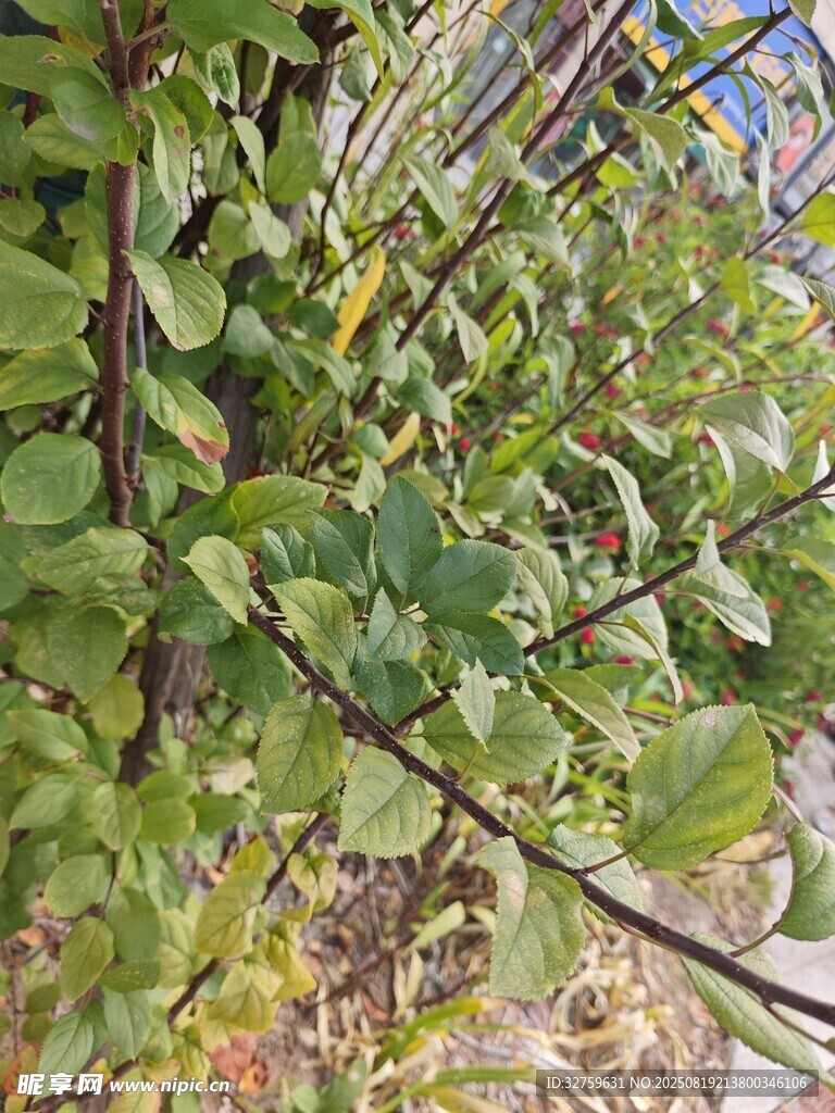 绿叶繁茂的植物枝条