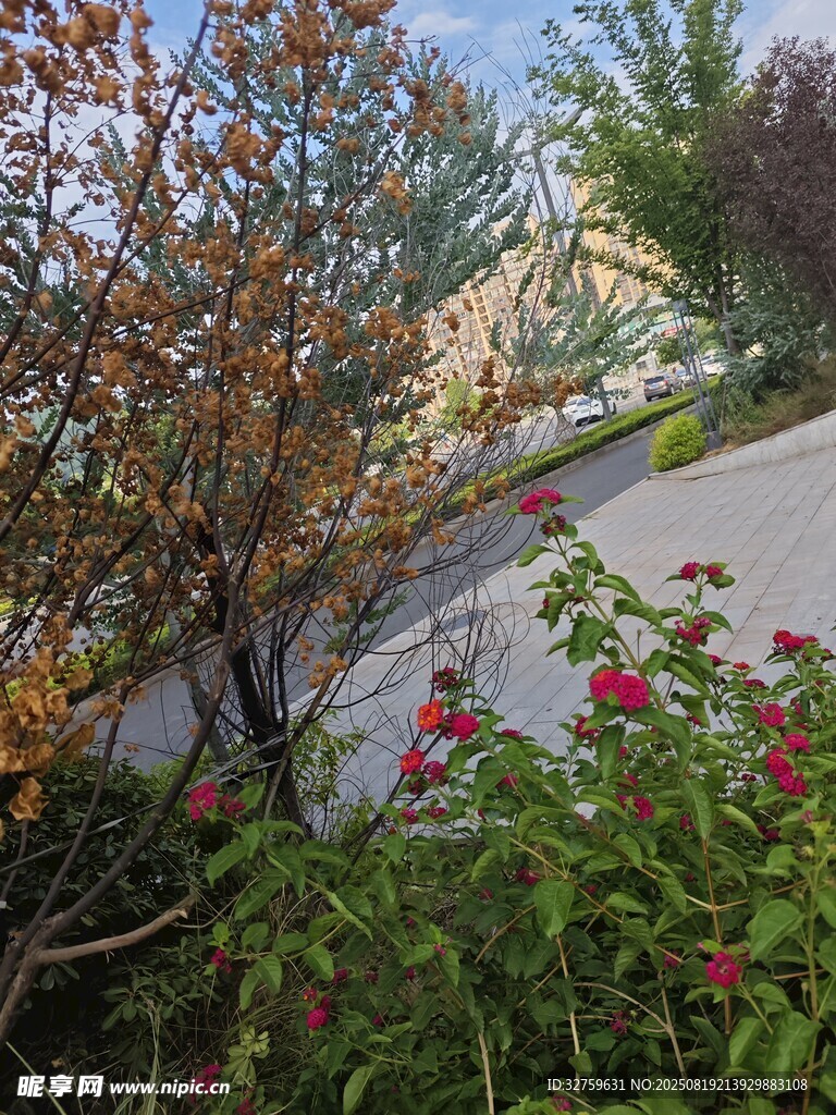 路边繁花绿树景致