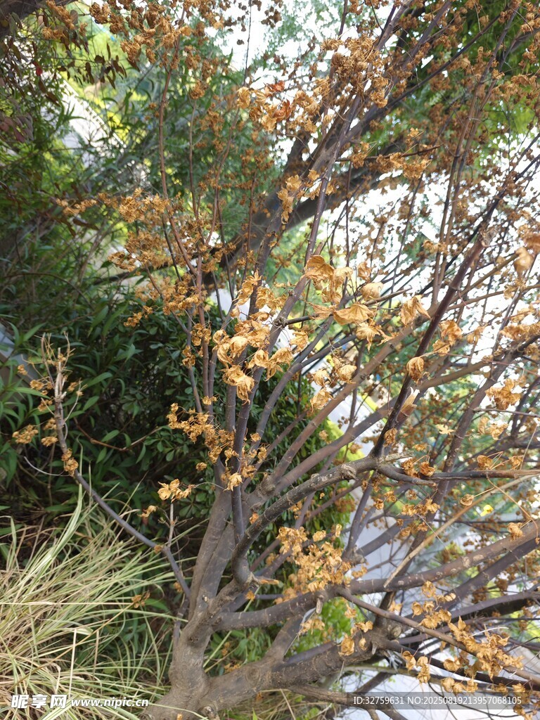 秋日枝头黄叶点缀景象