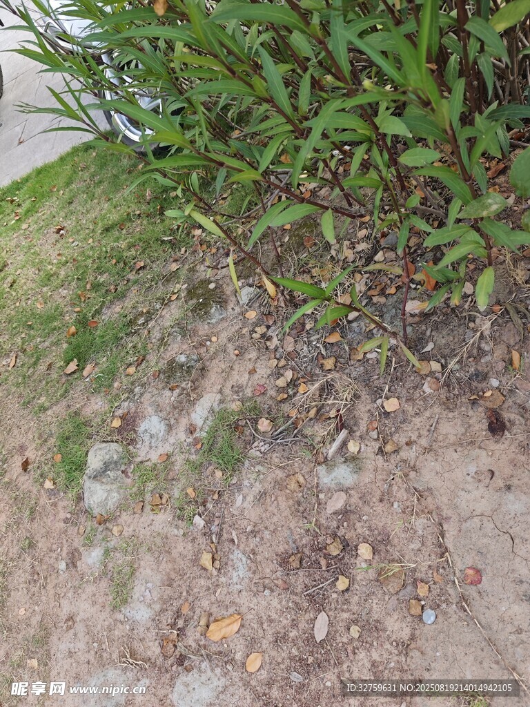 路边草地与碎石景观