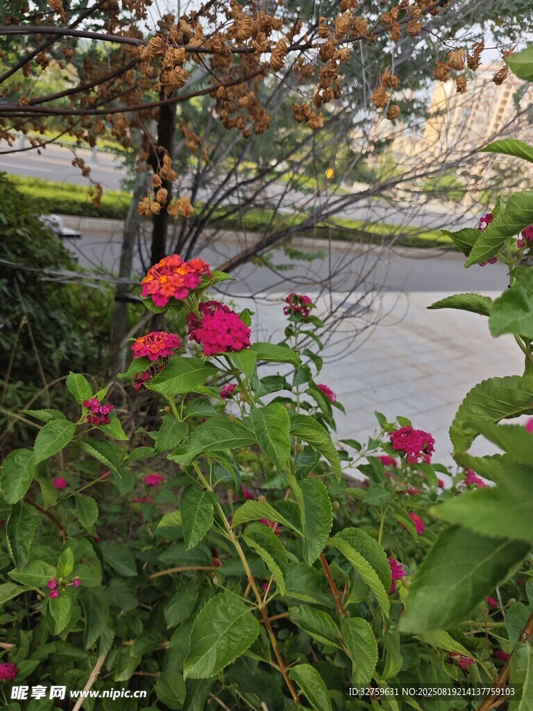 路边绽放的鲜艳红色花朵