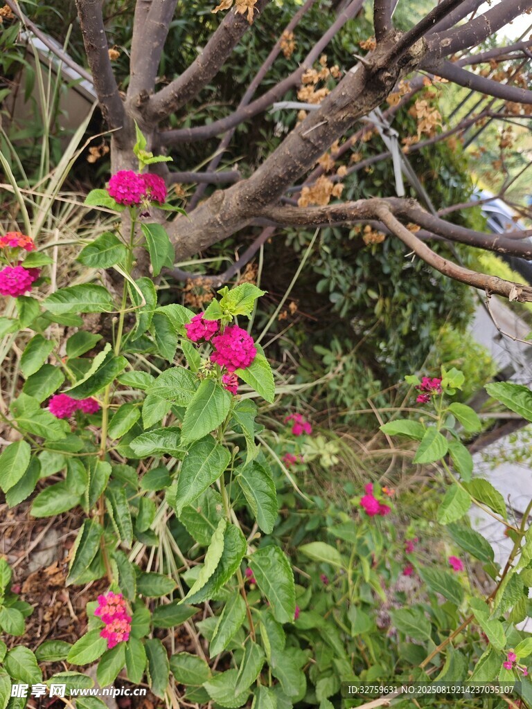绿叶丛中绽放的娇艳花朵