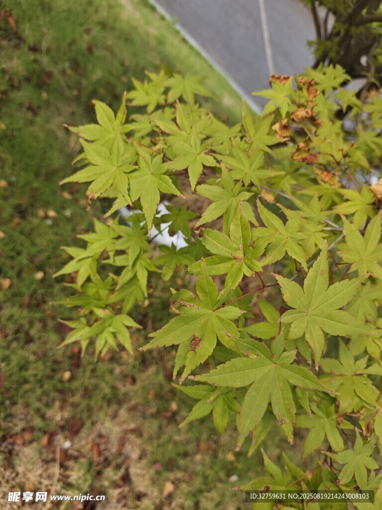 嫩绿枫叶展现盎然生机