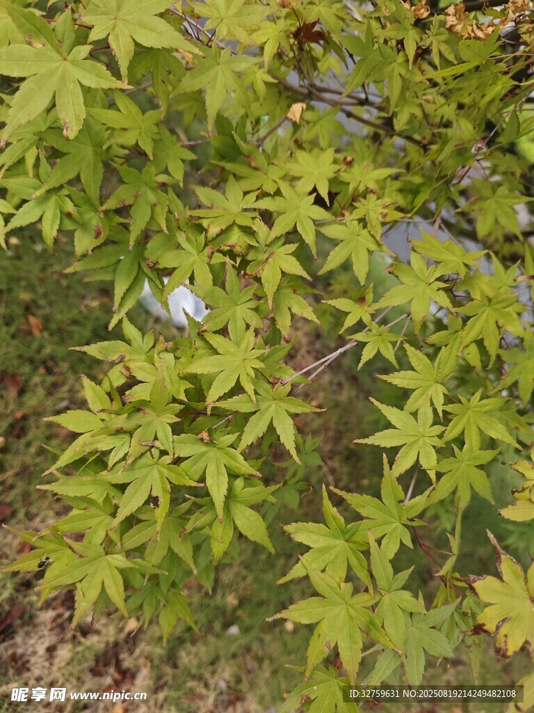 翠绿枫叶植物特写